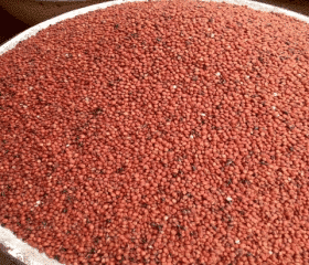 GUINEA CORN