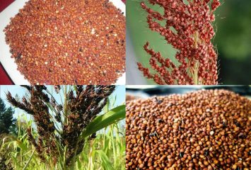 GUINEA CORN