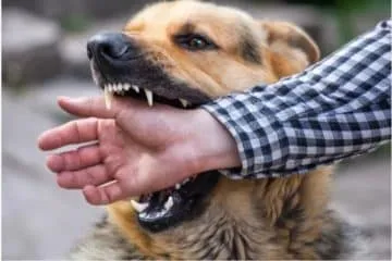 Six Tips For Dealing with the Stress of a Dog Bite Case