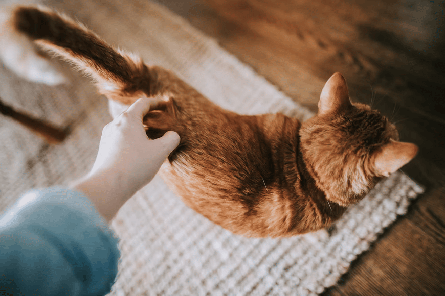 Top Reasons Why New Pet Owners Should Get Insurance