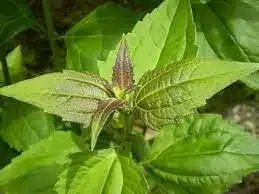 Untapped Benefits Of Awolowo Leaves