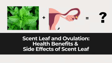 Scent Leaf And Ovulation | Health Benefits And Side Effects Of Scent Leaf