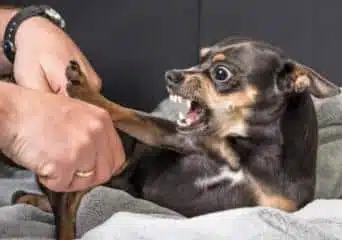 The 3 Steps To Take When You’ve Been Bitten By A Dog