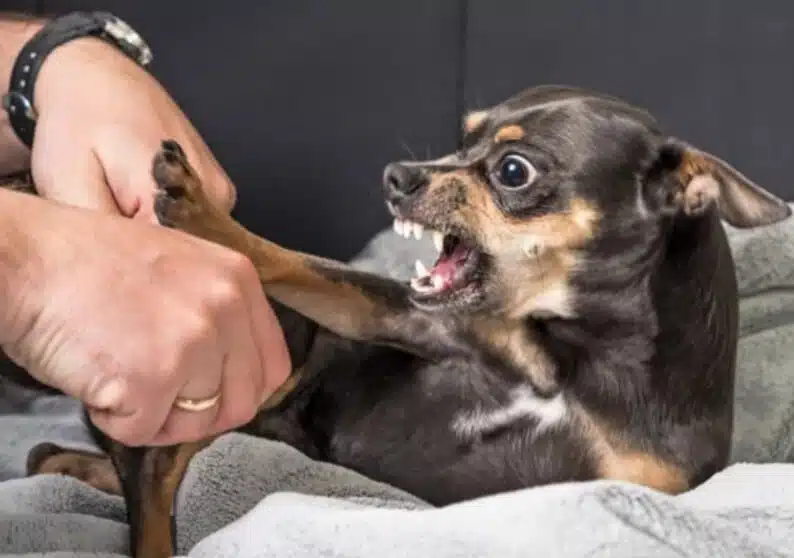 The 3 Steps To Take When You’ve Been Bitten By A Dog