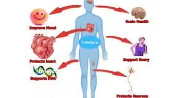benefits of tribedoce - Healthsoothe
