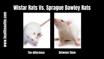 Wistar-Rats-Vs.-Sprague-Dawley-Rats.png