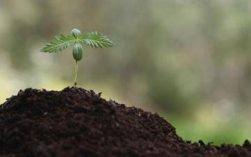 CBD: the molecule derived from cannabis that promises to relieve many ailments