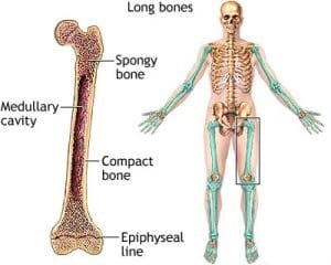 long bone - Healthsoothe