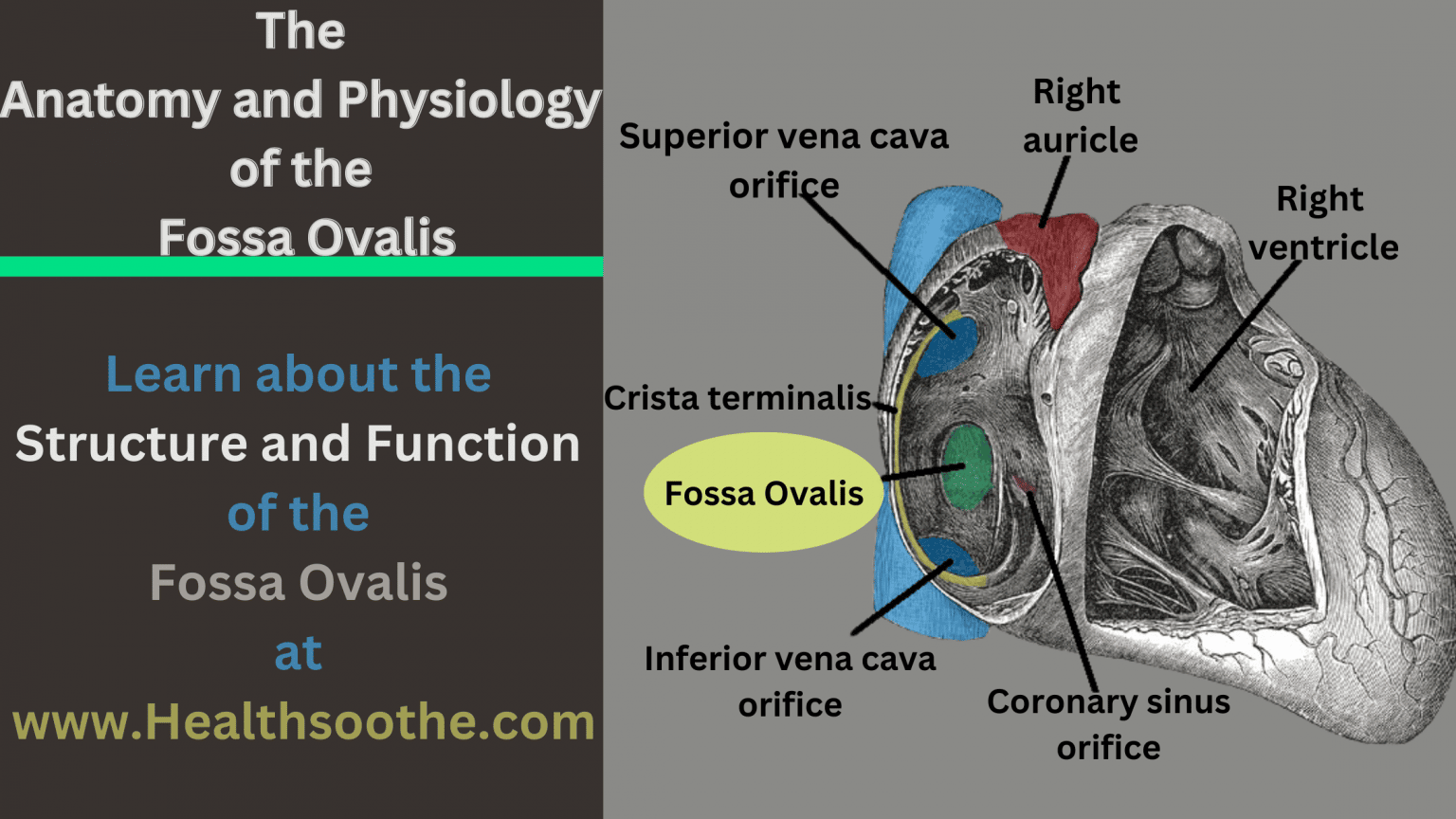 Fossa Ovalis - Healthsoothe