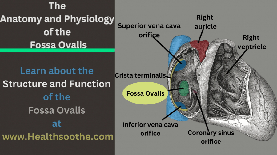 Fossa Ovalis - Healthsoothe