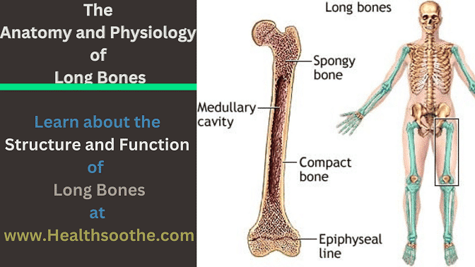 Long bones - Healthsoothe