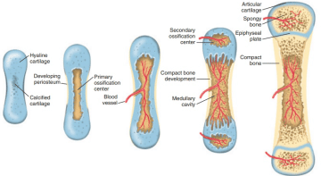 embryonic development or formation of long bones - Healthsoothe
