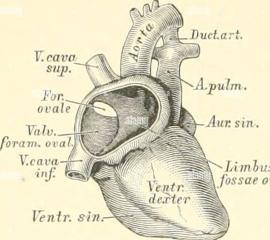 The Anatomy(structure) and Physiology(function) of the Fossa Ovalis