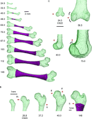 DEVELOPMENT AND EMBRYOLOGY OF THE TROCHANTER - Healthsoothe