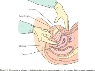 How Do You Check For Hegar's Sign - Healthsoothe