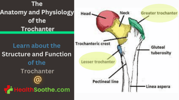 trochanter - Healthsoothe