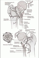 The blood supply and lymphatics of the trochanter - Healthsoothe
