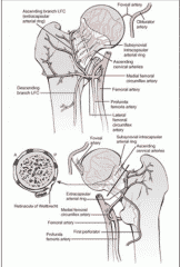 The Blood Supply And Lymphatics Of The Trochanter - Healthsoothe