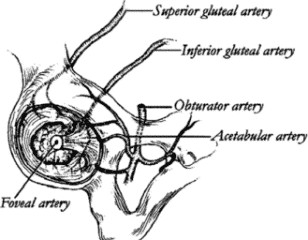 Nerves Of The Trochanter - Healthsoothe