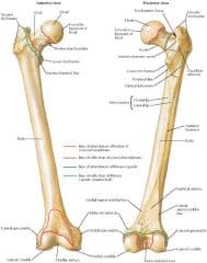 the physiological variants of the trochanter - Healthsoothe