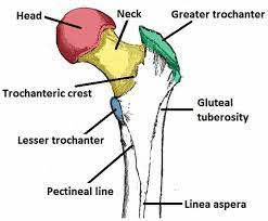 Trochanter - Healthsoothe