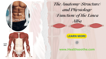 Linea alba - Healthsoothe