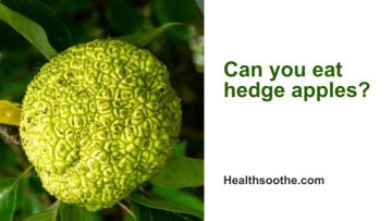 Can you eat hedge apples