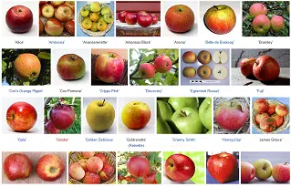 types of apples - Healthsoothe
