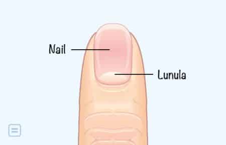 Lunula Function (Nail Problems): With Pictures, Videos, And FAQs