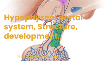 https://www.healthsoothe.com/wp-content/uploads/2022/12/hypophyseal-portal-system.png