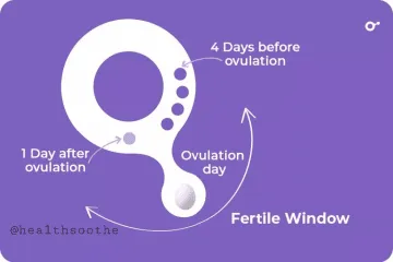 5 Facts About Fertile Windows and Pregnancy