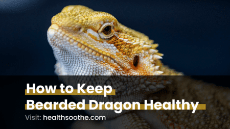 How To Keep Bearded Dragon Healthy