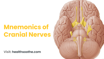 Mnemonics of Cranial Nerves