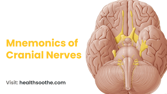 Mnemonics of Cranial Nerves