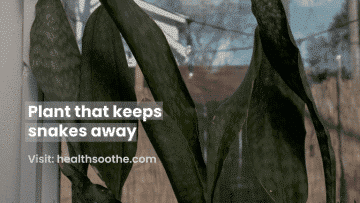 Plant that keeps snakes away