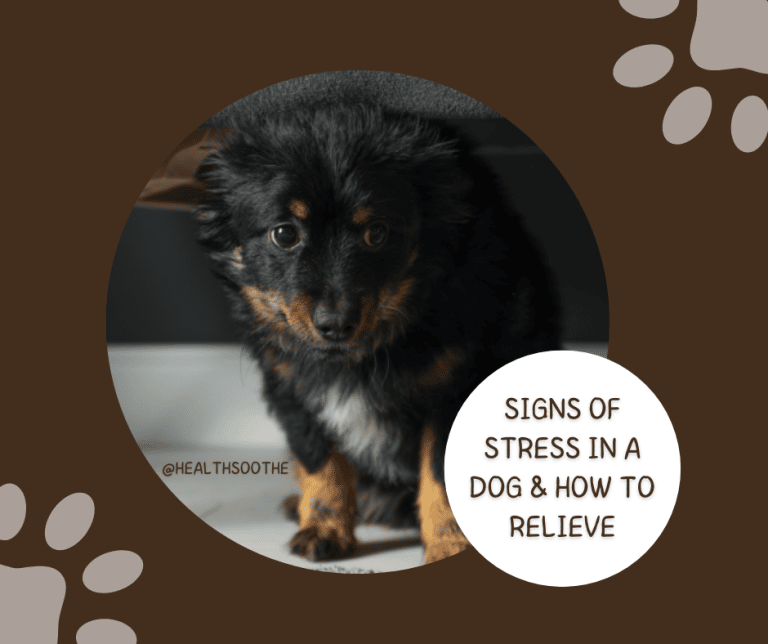 7 Critical Signs of Stress in A Dog & How to Relieve