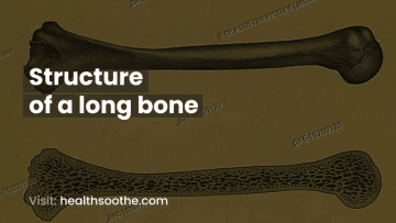Structure of a long bone