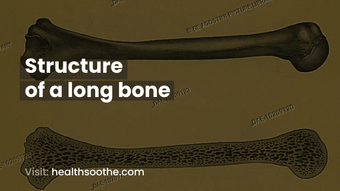 Structure Of A Long Bone