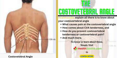 costovertebral angle - Healthsoothe