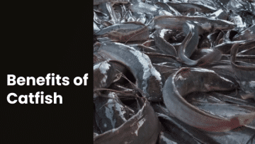 Benefits of Catfish