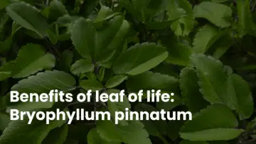 Benefits of leaf of life: Bryophyllum pinnatum