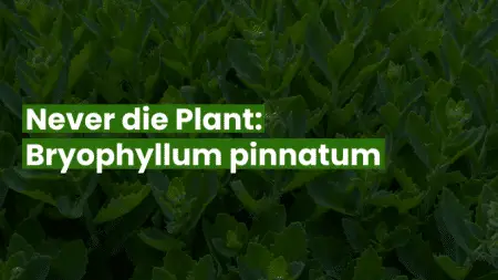 Never die Plant_ Bryophyllum pinnatum