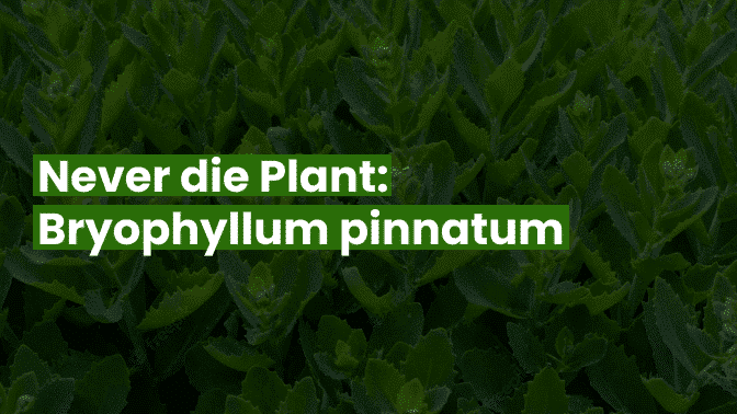 Never Die Plant_ Bryophyllum Pinnatum