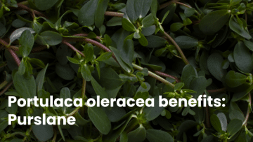 Portulaca oleracea benefits: Purslane