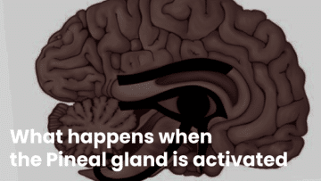 What happens when the Pineal gland is activated
