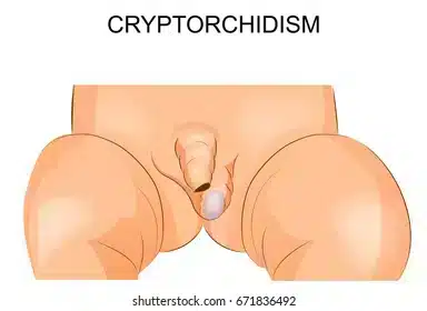 Quiz: How well do you know the male reproductive system? Quiz: How well do you know the male reproductive system?