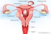 Quiz: How Well Do You Know The Female Reproductive System?