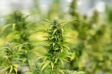 Top 5 Uses of THC Oil
