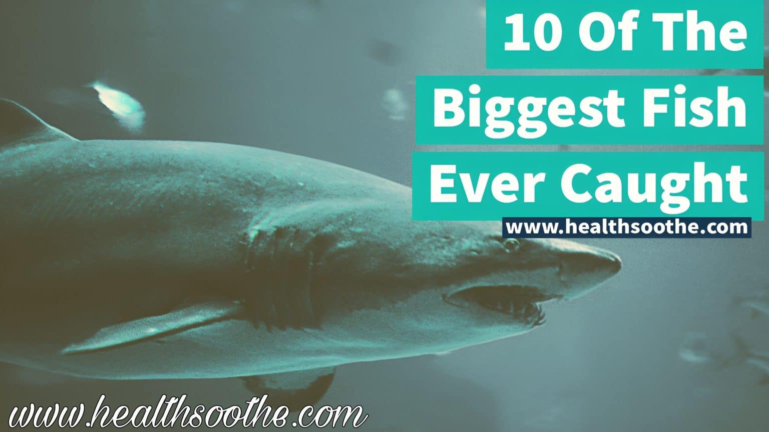 The 10 Biggest Fish Ever Caught: A Closer Look At Nature’s Largest Sea Creatures