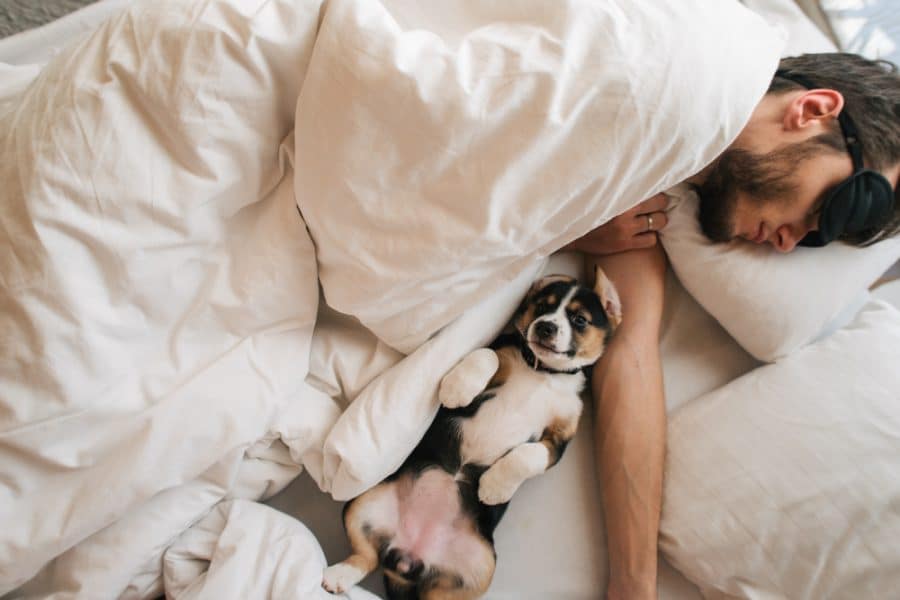Bed Sharing Rules for Co-Sleeping with Dogs